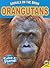 Orangutans (Animals on the Brink)