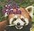 I am a Red Panda