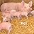 Pigs