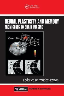 Neural Plasticity and Memory from Genes to Brain Imaging. Frontiers in Neuroscience.