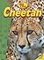 Cheetah (Big Cats)