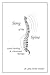 Song Of The Spine by June Wieder
