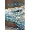 Blue Iguana