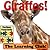 Giraffes! Learn About Giraffes And Learn To Read - The Learning Club! (45+ Photos of Giraffes)