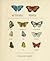 Butterfly People: An American Encounter with the Beauty of the World