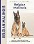 Belgian Malinois
