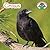 Crows