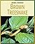Brown Treesnake (21st Century Skills Library: Animal Invaders)