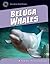 Beluga Whales (21st Century Skills Library: Exploring Our Oceans)