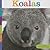 Koalas (Seedlings)