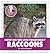 Raccoons