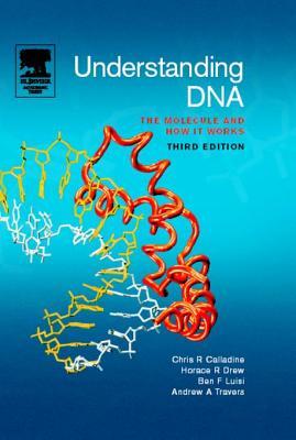Understanding DNA: The Molecule and How It Works