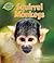 Squirrel Monkeys