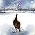 Turkey in the Snow
