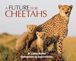 A Future For Cheetahs