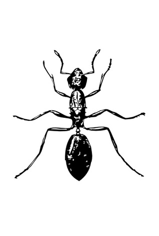 Hormigas y corno (Unknown Binding)