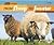 From Sheep to Sweater (Start to Finish)