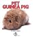Pet Guinea Pig (First Step Nonfiction: Classroom Pets)