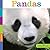 Pandas (Seedlings)