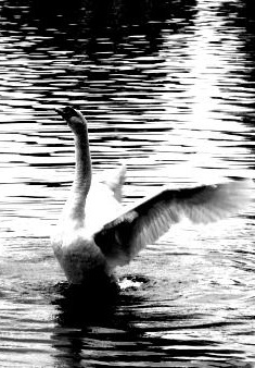 El canto del cisne (Unknown Binding)