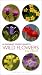Pocket Guide To Wild Flowers