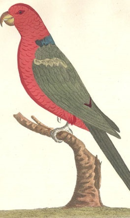 Speke Parrot (Audiobook)