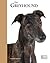 The Retired Racing Greyhound by Mark Sullivan