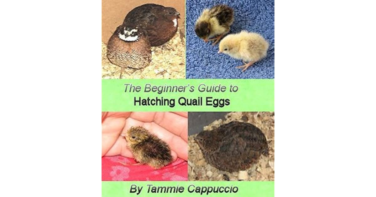 The Beginner's Guide to Hatching Quail Eggs by Smashwords