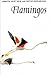 Flamingos