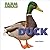 Duck (Farm Animals)