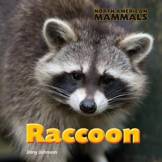 Raccoon (North American Mammals)