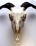 Anansi's Goatman Story