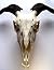 Anansi's Goatman Story