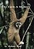 To Catch a Monkey by Richard Read