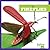 Fireflies (Insect World)