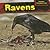Ravens (Scavengers: Eating Nature's Trash)