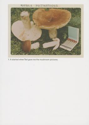 The Mushroom Collector