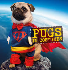 pug fancy dress