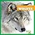 Wolves (My First Animal Library)