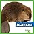 Beavers (My First Animal Library)