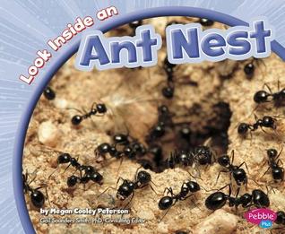 Look Inside an Ant Nest (Pebble Plus)