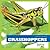 Grasshoppers (Insect World)