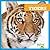 Tigers (My First Animal Library)