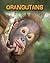 Orangutans (Living in the Wild: Primates)