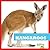 Kangaroos (Bullfrog Books: My First Animal Library)