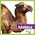 Camels (Bullfrog Books: My First Animal Library)
