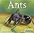 Ants (World of Insects)