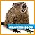 Groundhogs (My First Animal Library)
