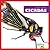 Cicadas (Insect World)