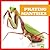 Praying Mantises (Insect World)